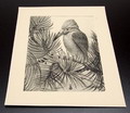  Litho IJsvogel 1929 ontwerp uitvoering Jan Schonk 