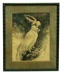 Litho met afbeelding van Kaketoe ontwerp uitvoering in 1923 door Adrianus Johannes van t Hoff 1893-1939 Was lid van de Pulchri Studio / Den Haag 