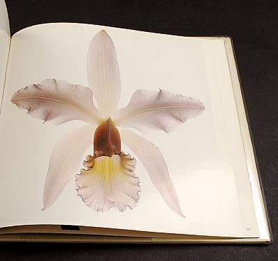 Botterweg Auctions Amsterdam > Flowers photographer Irving Penn, first edition, published by Harmony Books, New York / USA 1980, text by Irving Penn Botterweg Auctions Amsterdam > Flowers photographer Irving Penn, first edition, published by Harmony Books, New York / USA 1980, text by Irving Penn